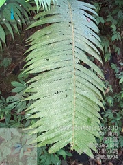 Sphaerostephanos taiwanensis