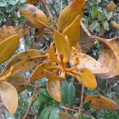 Dendrophthora avenia