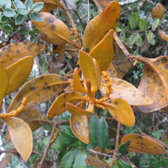 Dendrophthora avenia