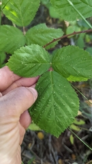 Rubus armeniacus