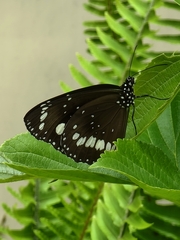 Euploea core corinna