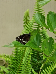 Euploea core corinna