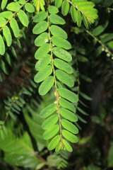 Phyllanthus niruri