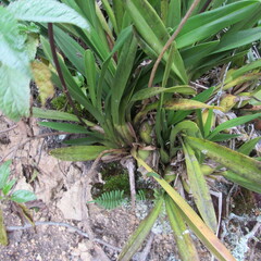 Cyrtochilum