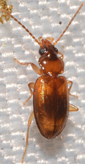 Tachys scitulus