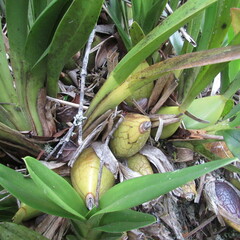 Cyrtochilum