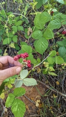 Rubus armeniacus