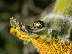 Zygogramma signatipennis