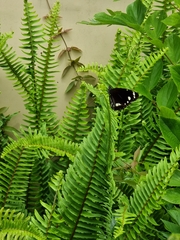 Euploea core corinna