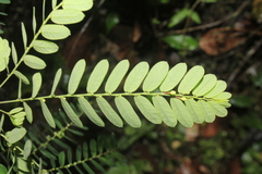 Phyllanthus niruri