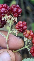 Rubus armeniacus