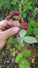 Rubus armeniacus