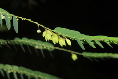 Phyllanthus niruri