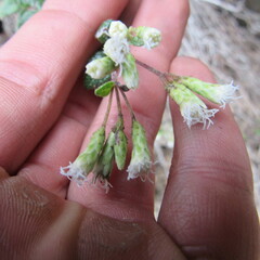 Chromolaena bullata