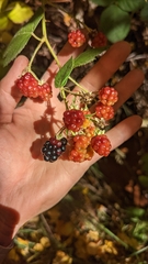 Rubus armeniacus