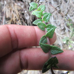 Chromolaena bullata