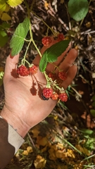 Rubus armeniacus