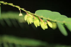 Phyllanthus niruri