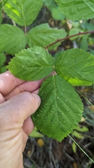 Rubus armeniacus