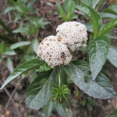 Stevia lucida