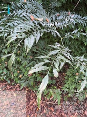 Coniogramme intermedia