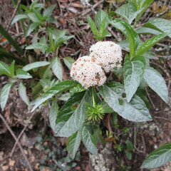 Stevia lucida