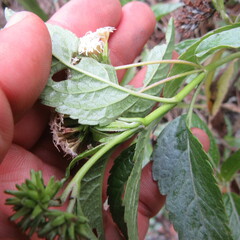 Stevia lucida