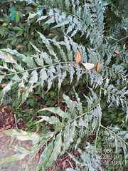 Coniogramme intermedia