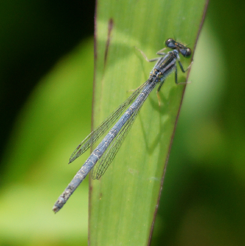Eastern Forktail, photo 3 of 9