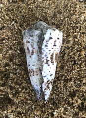 Conus imperialis