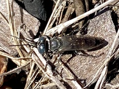Crabroninae