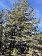 Pinus flexilis