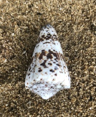 Conus imperialis