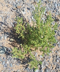 Halogeton arachnoides