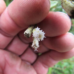 Chromolaena bullata