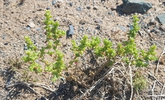Halogeton arachnoides