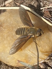 Poecilanthrax lucifer