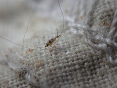 Entomobrya triangularis