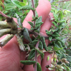 Chromolaena bullata