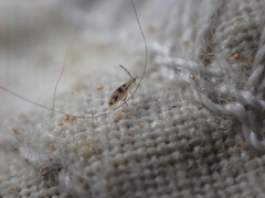 Entomobrya triangularis