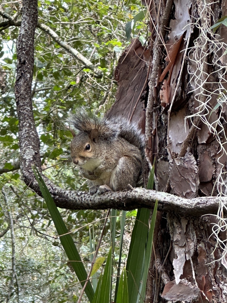 Eastern Gray Squirrel from Lettuce Lake Conservation Park, Tampa, FL