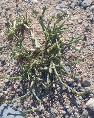 Anabasis brevifolia