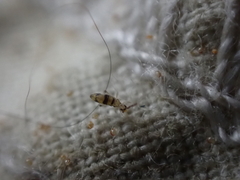 Entomobrya triangularis