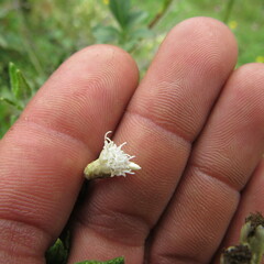 Chromolaena bullata