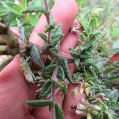 Chromolaena bullata