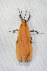 Lycomorphodes sordida