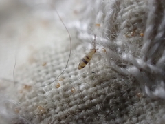 Entomobrya triangularis