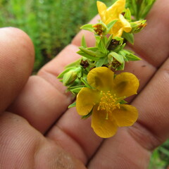 Hypericum ruscoides