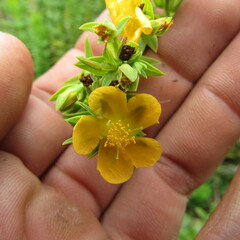 Hypericum ruscoides