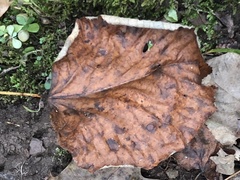 Tilia americana heterophylla